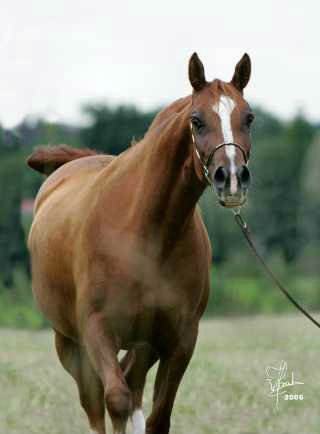 s.a.krasima(kais x kraschni.jpg